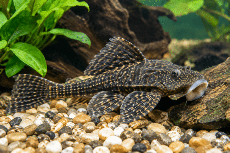 Rubber Lip Pleco