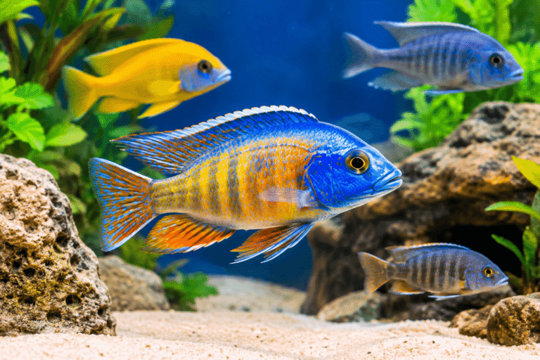 peacock fish